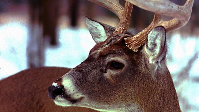 Wisconsin deer